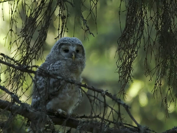 Viirupöllö, Ural Owl, Strix uralensis
